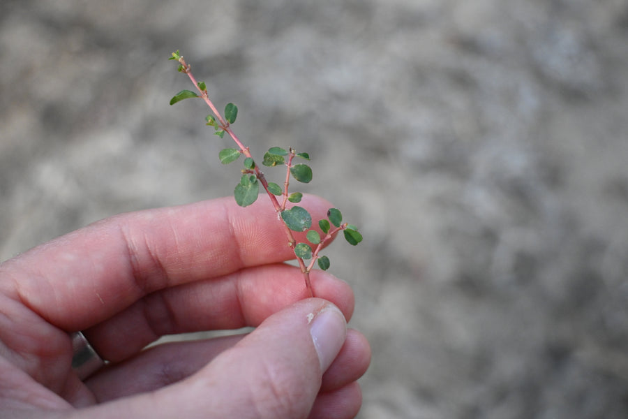 Bigambul Native Title Aboriginal Corporation (BNTAC)